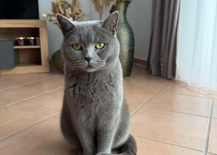 Katze, Britisch Kurzhaar, Zeytun, Tierheim Burgdorf