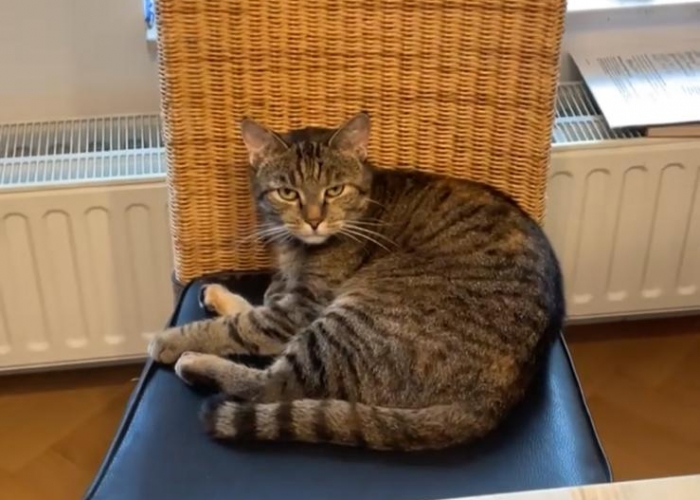 -Katze, Nala, Tierheim Burgdorf