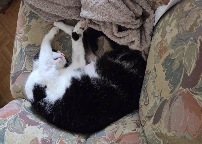 Katze, EKH, Felix, Tierheim Burgdorf