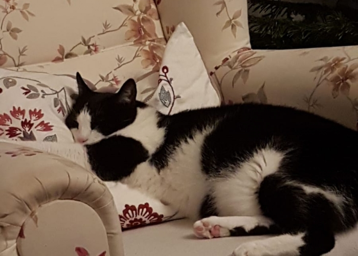 EKH-Katze, Felix, Tierheim Burgdorf