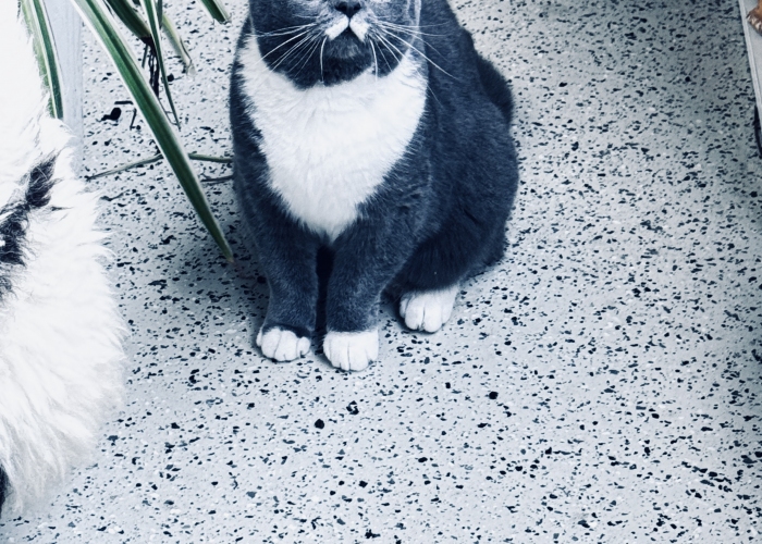 BKH-Mix-Katze, Creamy, Tierheim Burgdorf