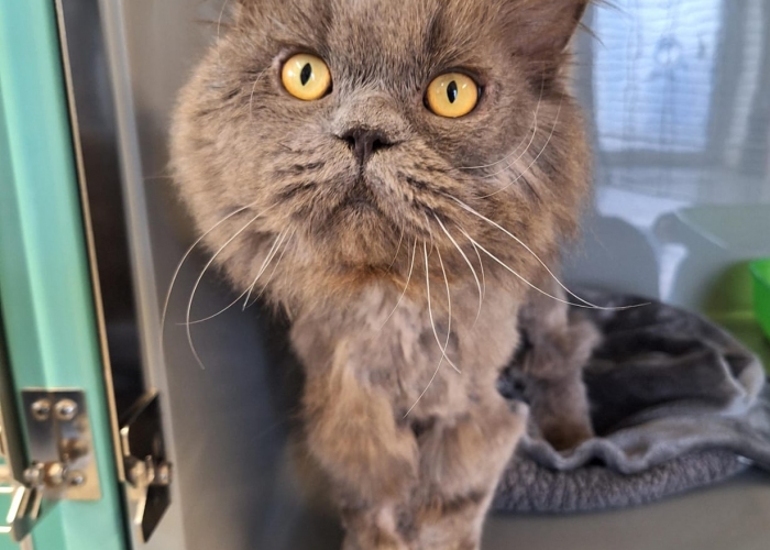 Katze, BLH, Onyx, Tierheim Burgdorf