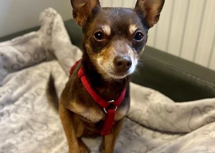 Hund, Ruskiy Toy, Ronny, Tierheim Burgdorf