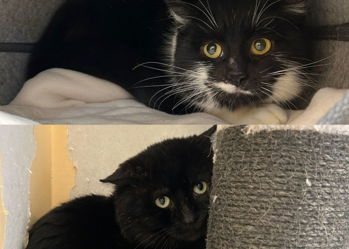 Katze, EKH, Goma und Mirin, Tierheim Burgdorf