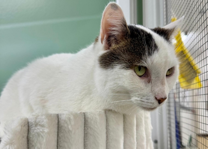 Katze, EKH, Thomas & Thorsten, Tierheim Burgdorf