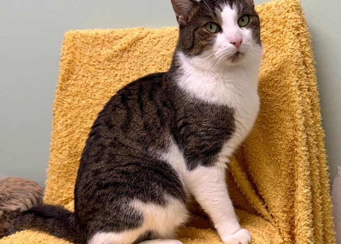 EKH-Katze, Thomas & Thorsten, Tierheim Burgdorf