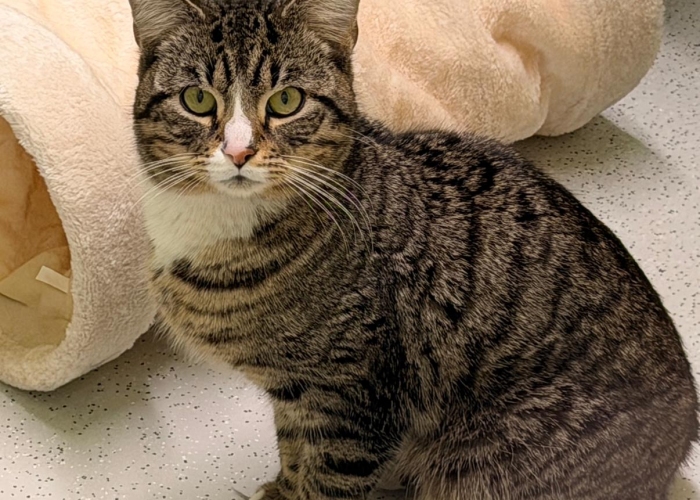 Katze, EKH, Alin, Tierheim Burgdorf