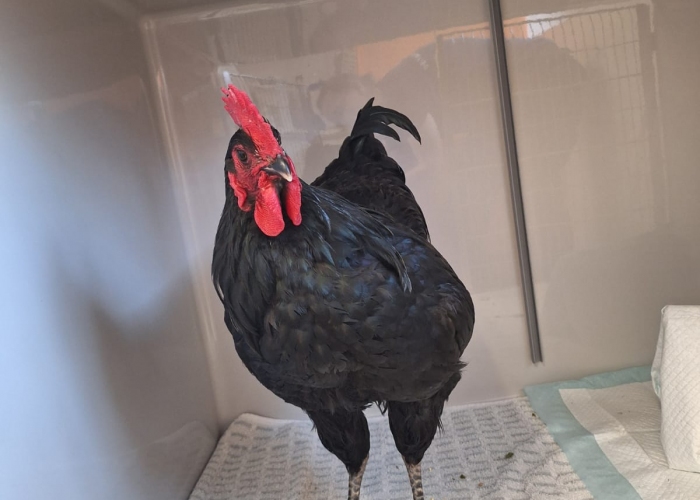 Vogel, Australorp, Hauke, Tierheim Burgdorf