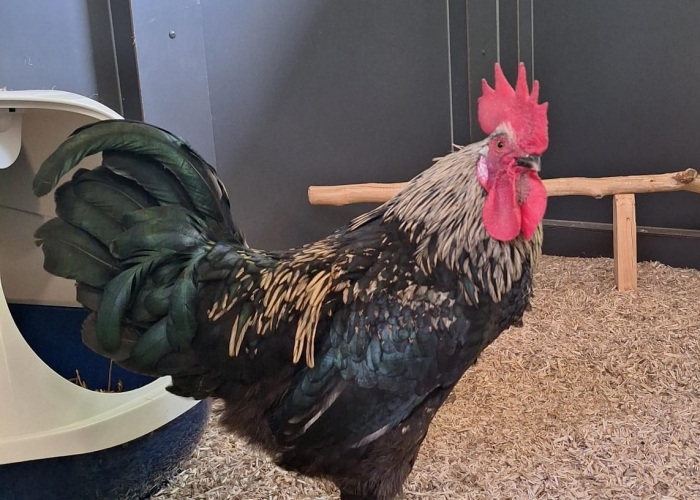 Vogel, Rasse unbekannt, Udo, Tierheim Burgdorf