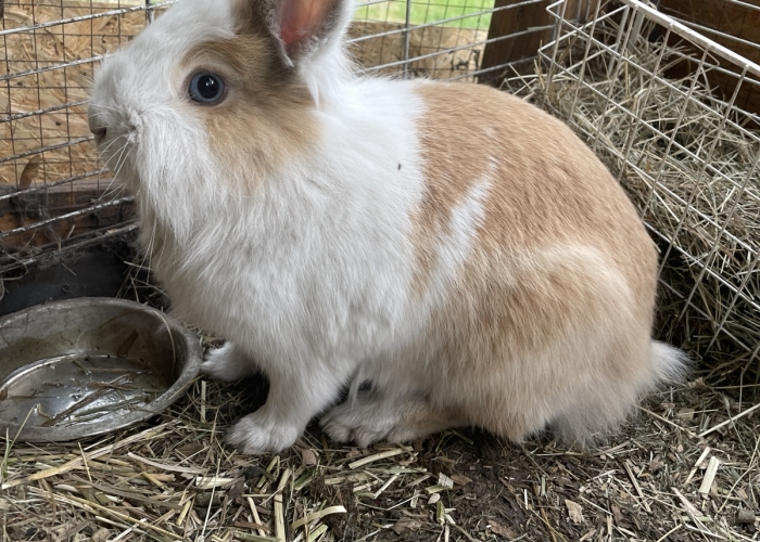 Teddyfell-Kleintier, Lucy und Daisy, Tierheim Burgdorf