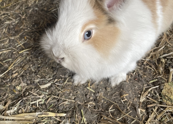 Teddyfell-Kleintier, Lucy und Daisy, Tierheim Burgdorf