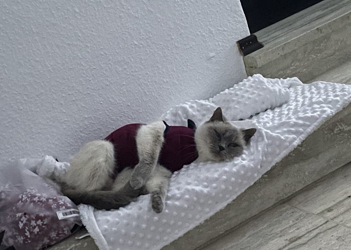 BKH-Katze, Nila, Tierheim Burgdorf