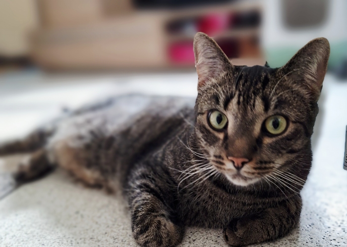 EKH-Katze, Tom und Taylor, Tierheim Burgdorf
