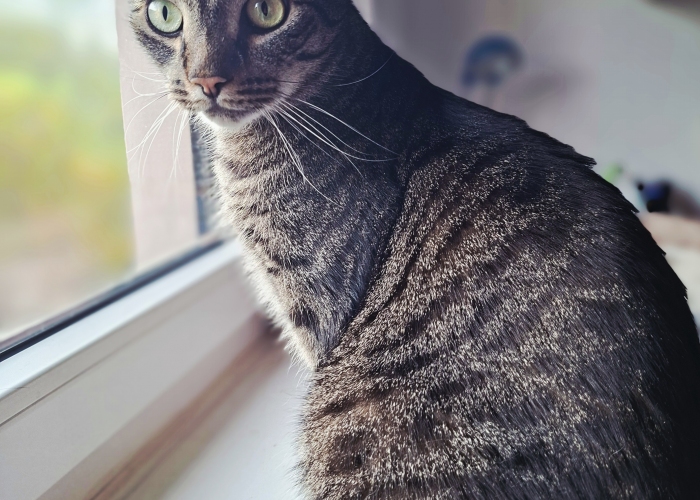 EKH-Katze, Tom und Taylor, Tierheim Burgdorf