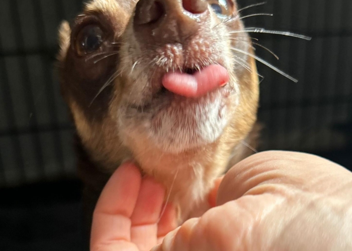 Russkiy Toy-Hund, Ronny, Tierheim Burgdorf