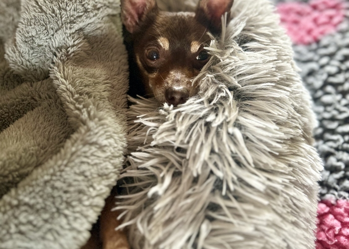 Russkiy Toy-Hund, Ronny, Tierheim Burgdorf
