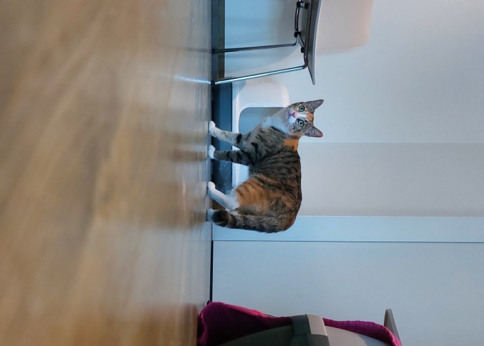EKH-Katze, Molli, Tierheim Burgdorf