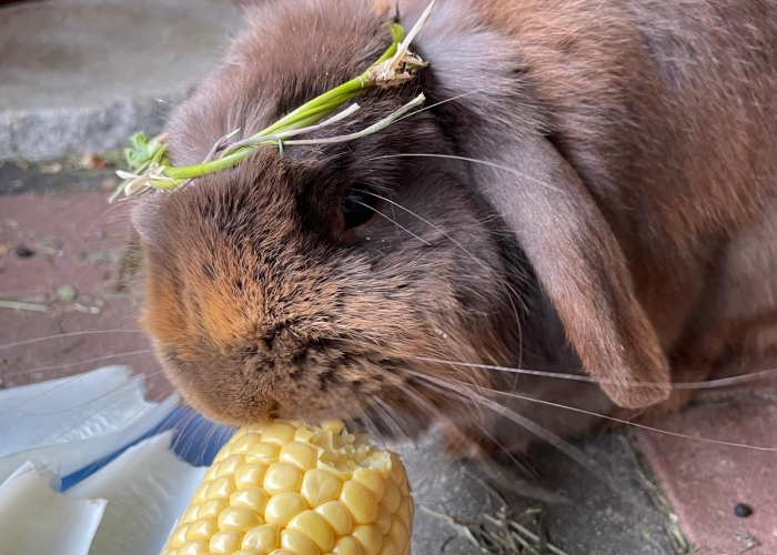Zwergkaninchen-Kleintier, Cindy, Tierheim Burgdorf