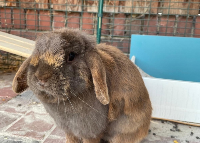 Zwergkaninchen-Kleintier, Cindy, Tierheim Burgdorf