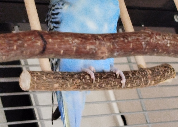 Wellensittich-Vogel, Hugo, Tierheim Burgdorf