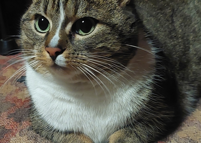 EKH-Katze, Socke, Tierheim Burgdorf