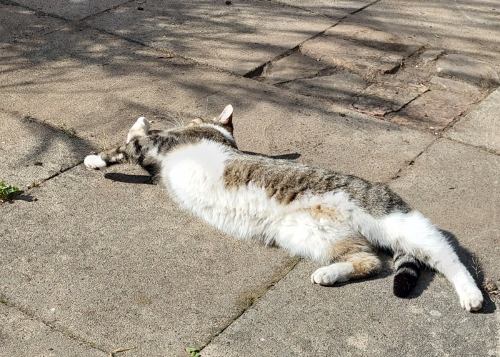 EKH-Katze, Socke, Tierheim Burgdorf