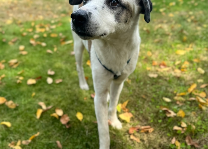 Mischling-Hund, Sverri, Tierheim Burgdorf