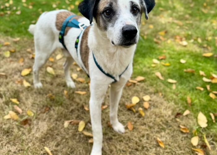 Mischling-Hund, Sverri, Tierheim Burgdorf