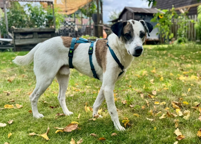 Mischling-Hund, Sverri, Tierheim Burgdorf