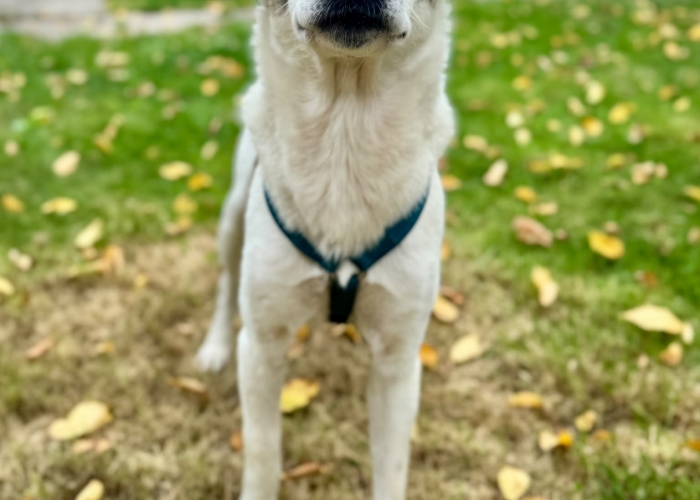 Mischling-Hund, Sverri, Tierheim Burgdorf