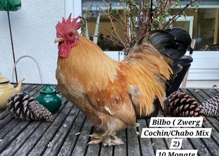 Vogel, Zwerg Cochin-Chabo Mix Hahn, Bilbo, Tierheim Burgdorf