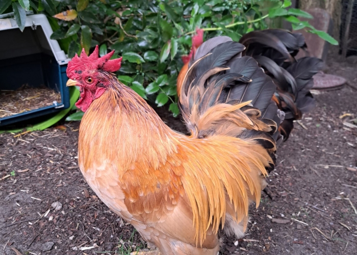 Zwerg Cochin-Chabo Mix Hahn-Vogel, Bilbo, Tierheim Burgdorf