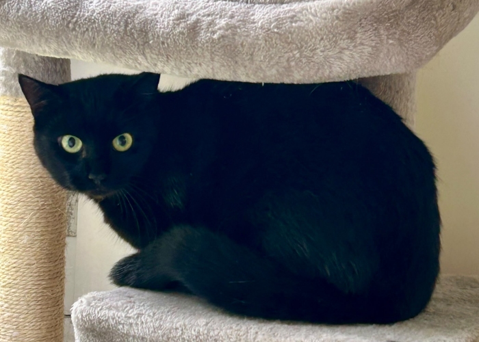 Katze, EKH, Memphis, Tierheim Burgdorf
