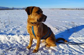 Hund, Schäferhund-Ridgeback Mischling, Balu, Tierheim Burgdorf