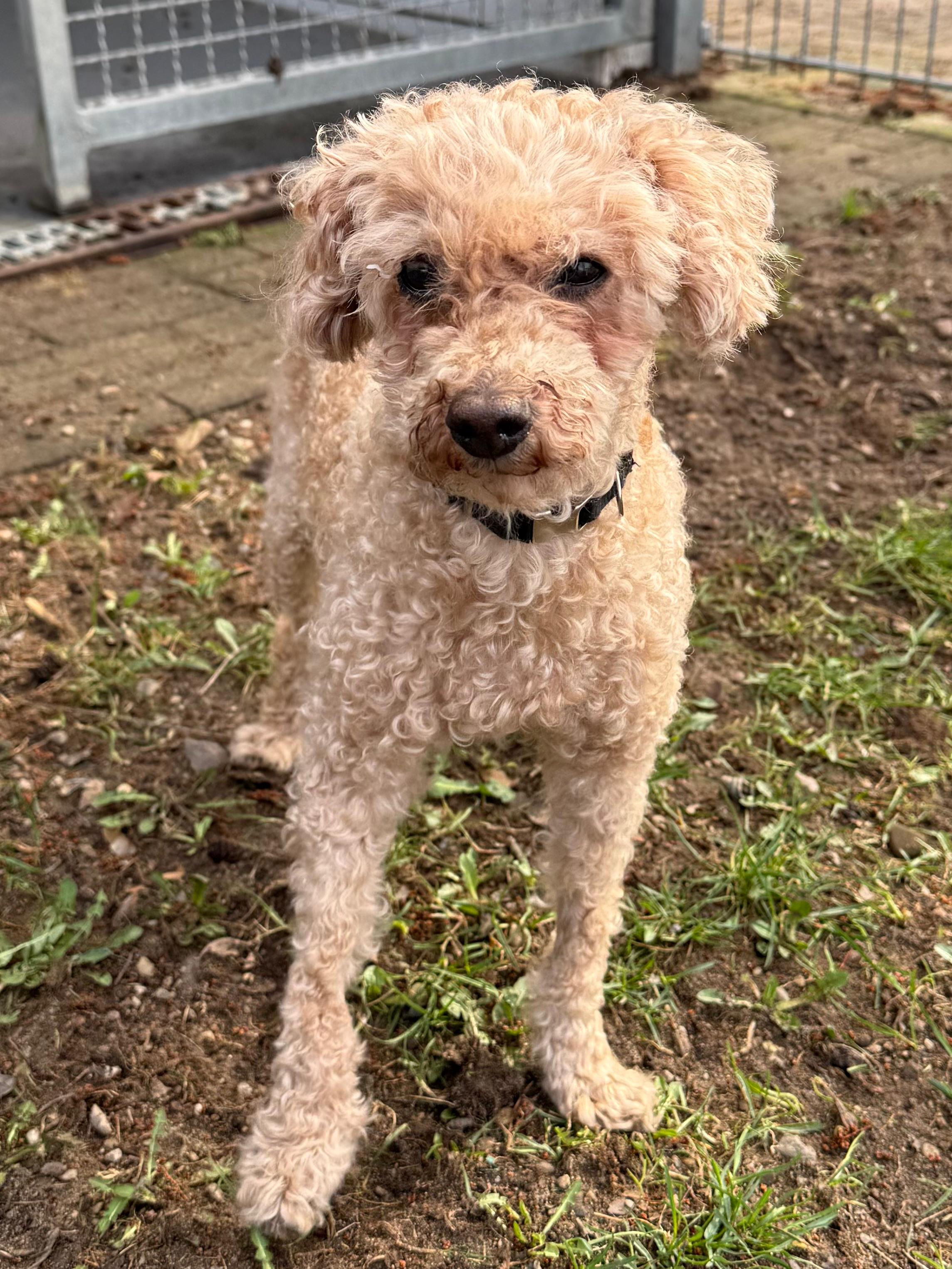 Hund, Zwergpudel(-Mischling), Benni, Tierheim Burgdorf