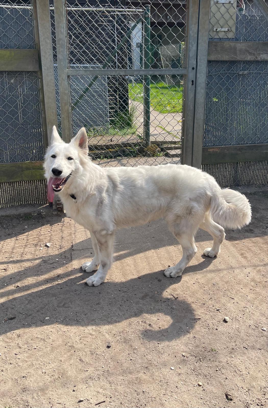 Hund, Schweizer Schäferhund, Bonnie, Tierheim Burgdorf