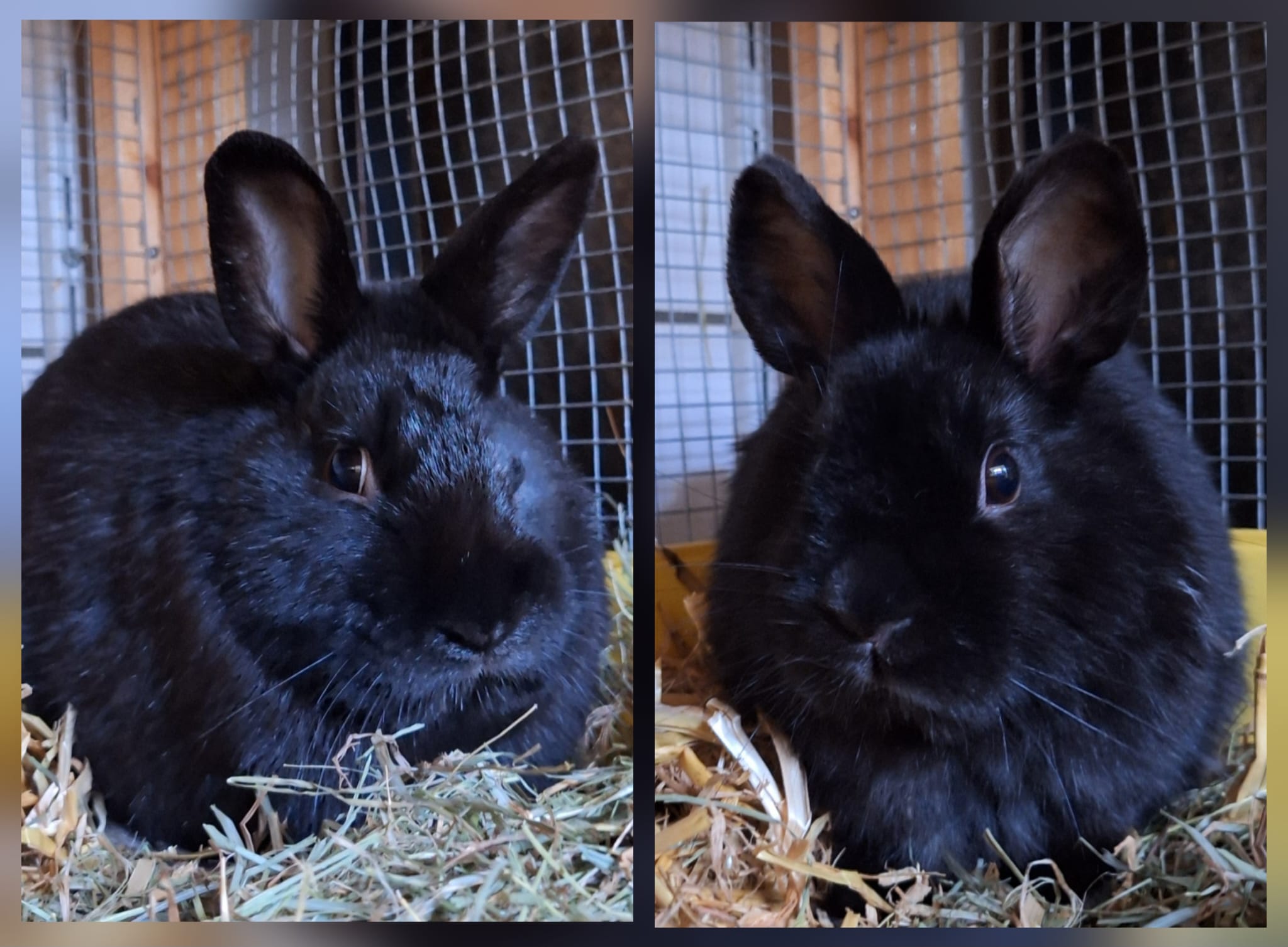 Kleintier, Zwergkaninchen, Caliban und Silant, Tierheim Burgdorf