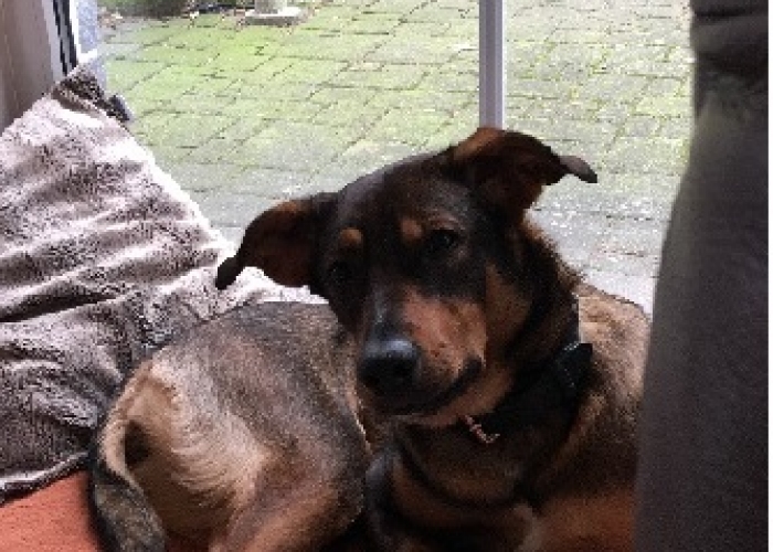 Hund, Mischlingshündin, Didi, Tierheim Burgdorf