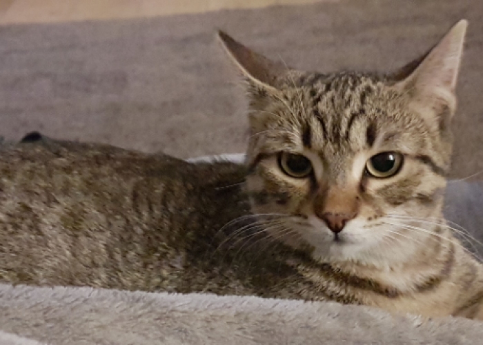 Katze, Europäisch Kurzhaar, Mira alias Princess, Tierheim Burgdorf