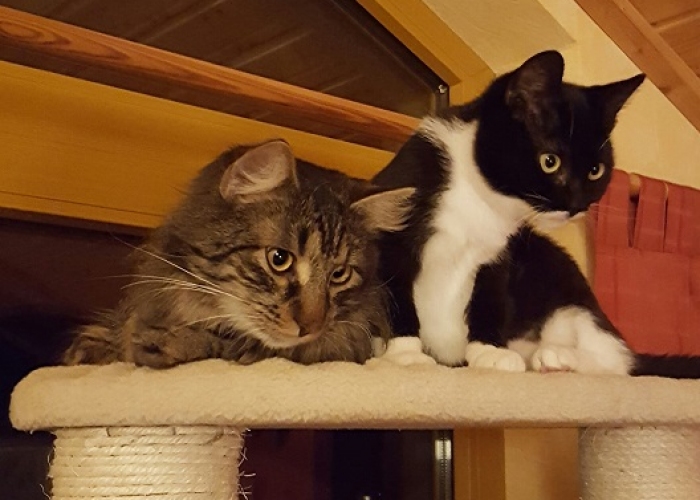 Norwegischer Waldkater-Mischling und Europäisch Kurzhaar Dame-Katze, Romeo und Julia, Tierheim Burgdorf