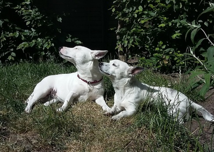 Terrier Mix -Hund, Zorro ( Zippo), Tierheim Burgdorf