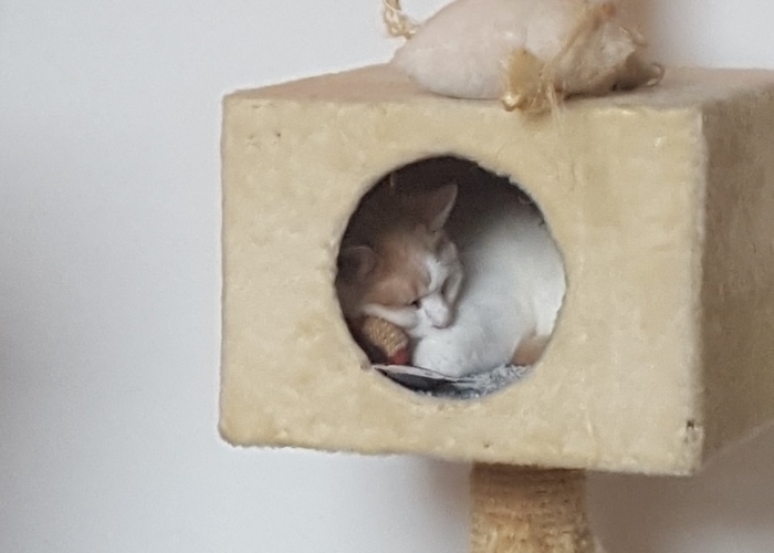 Katze, EKH, Flecki und Silver, Tierheim Burgdorf