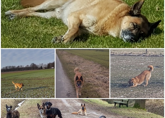 Schäferhund-Mix-Hund, Spike, Tierheim Burgdorf