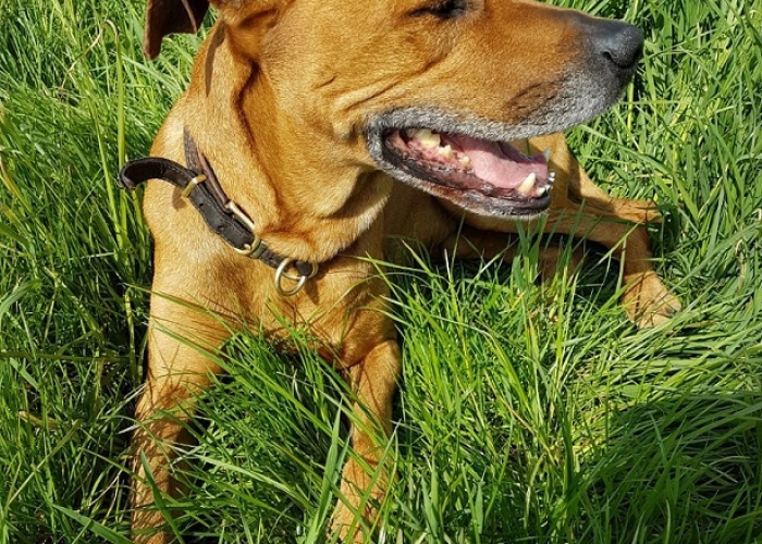 Hund, Ridgeback-Rodesian, Luke, Tierheim Burgdorf