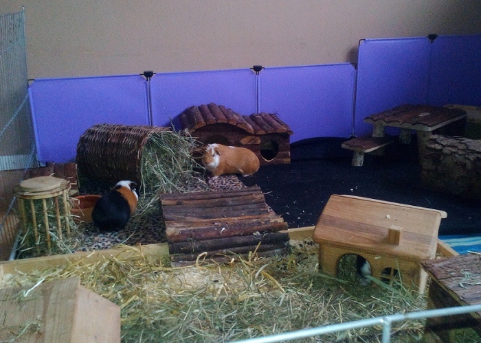 Meerschweinchen-Kleintier, Ringo, Tierheim Burgdorf