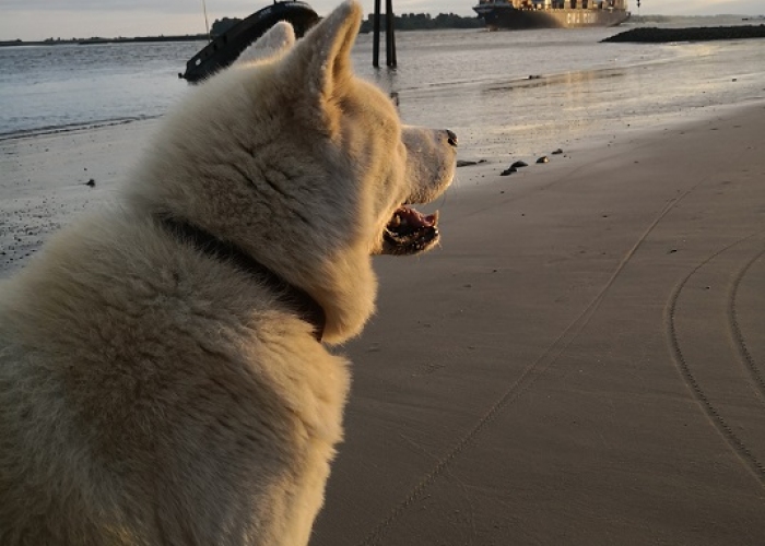 Akita Inu-Hund, Igasho, Tierheim Burgdorf