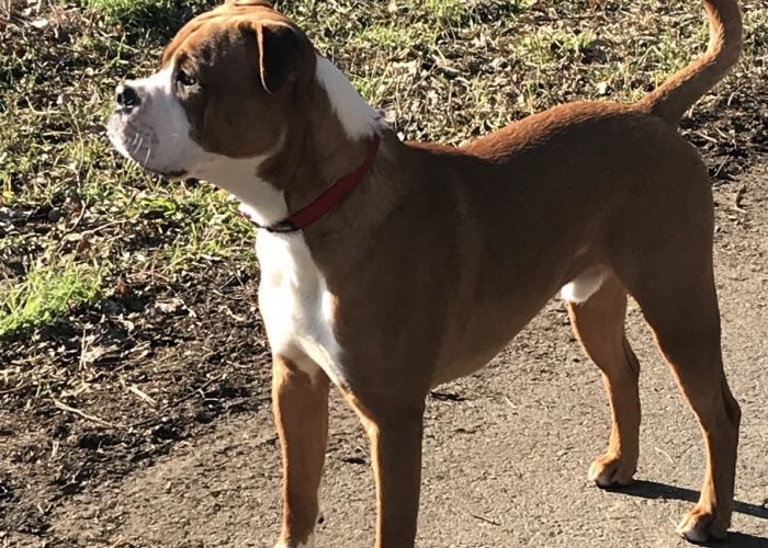 Hund, American Bulldog Mix , Morris / Don, Tierheim Burgdorf