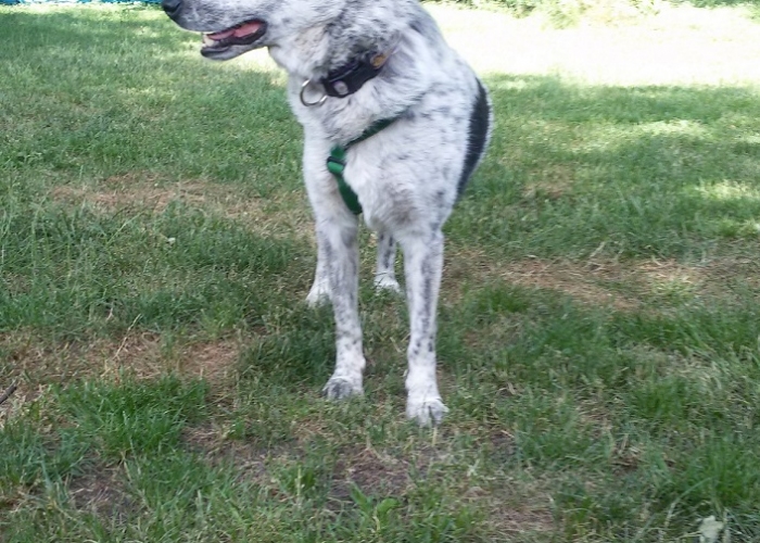 Hund, Mischling, Mila (Shae), Tierheim Burgdorf