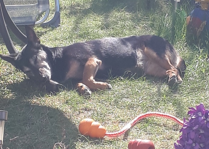 Hund, Pinscher Mix, Nickie, Tierheim Burgdorf