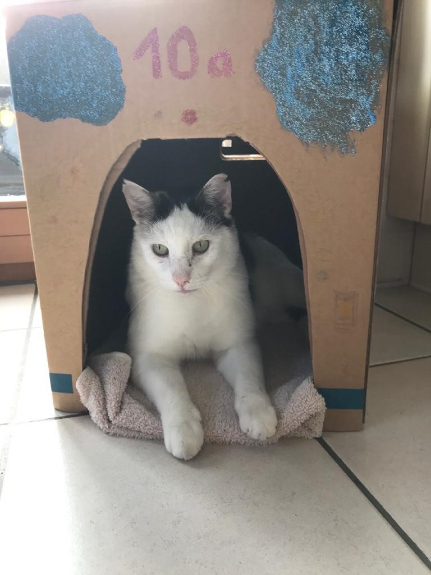 whiskas playbox